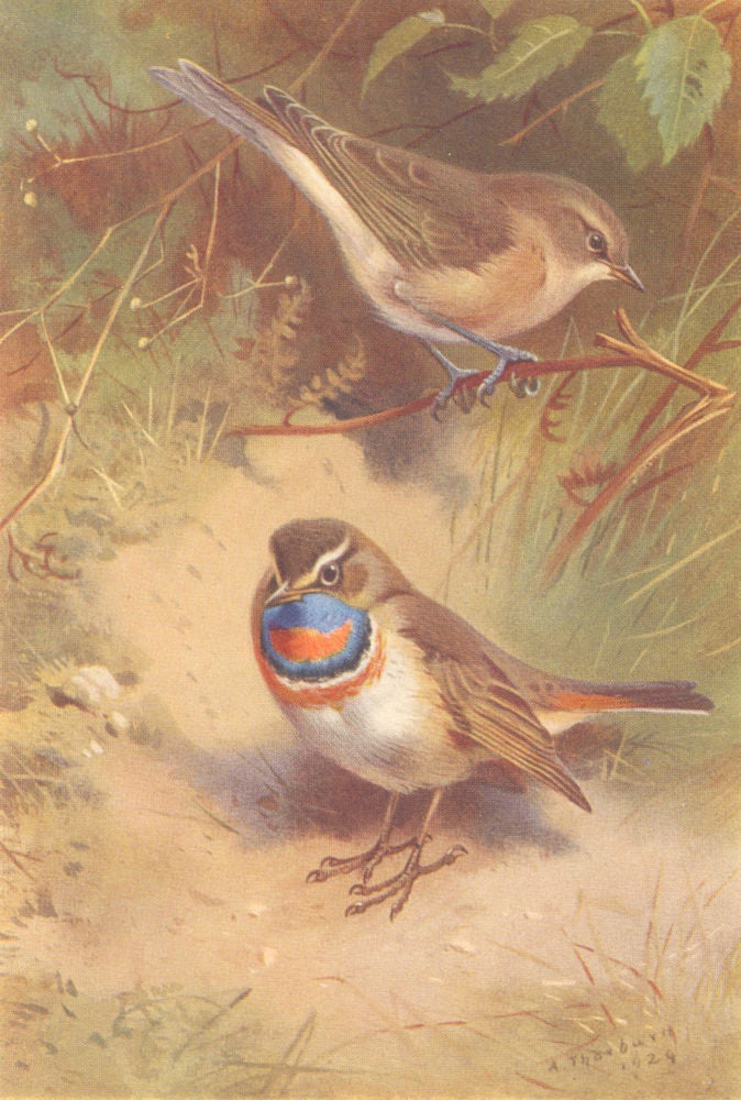 BRITISH BIRDS. Garden-Warbler; Arctic Bluethroat. THORBURN 1925 old print